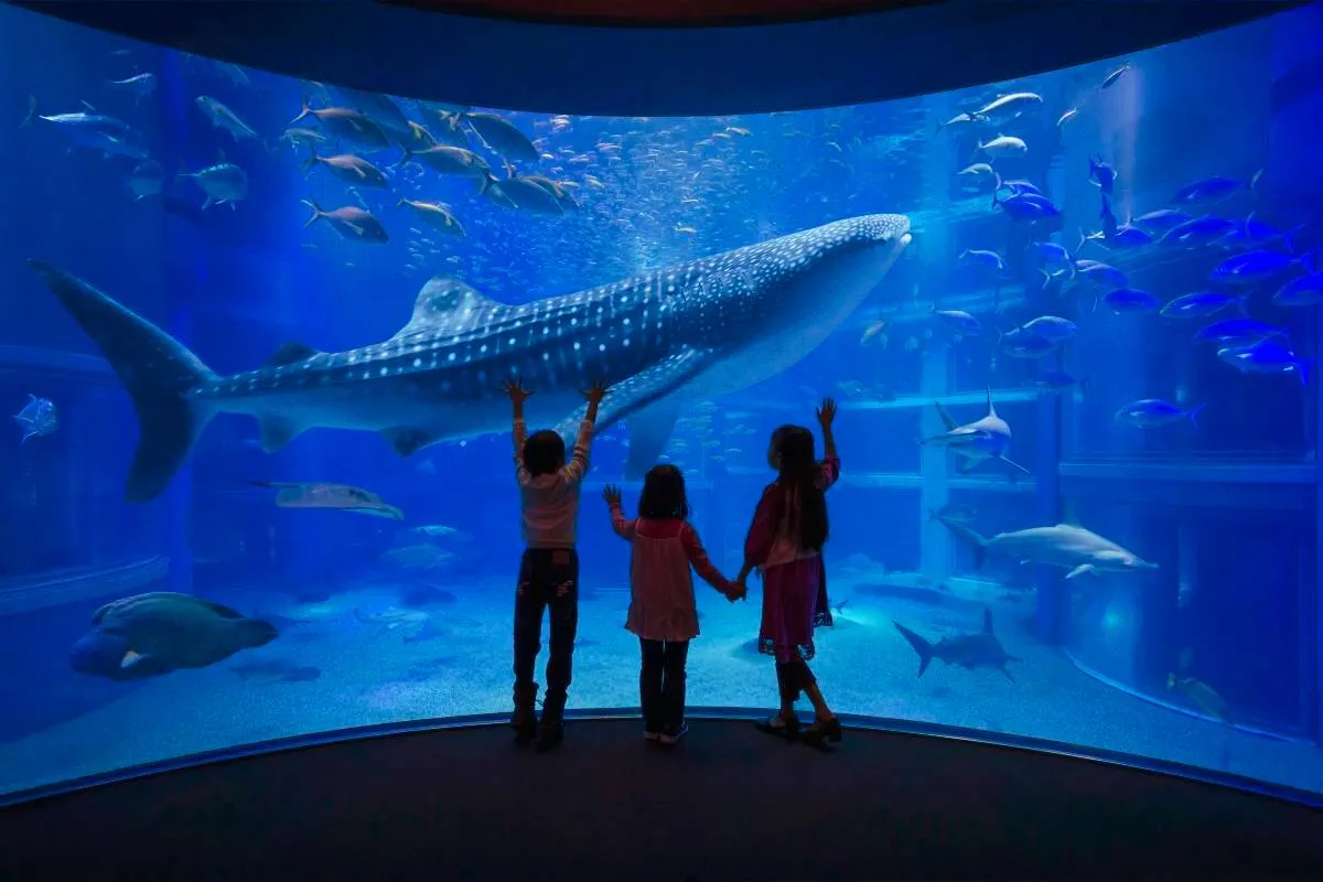 Trip to Japan Cost | Osaka Aquarium Kaiyukan