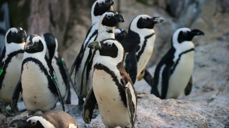 Things to Do at Shanghai Zoo