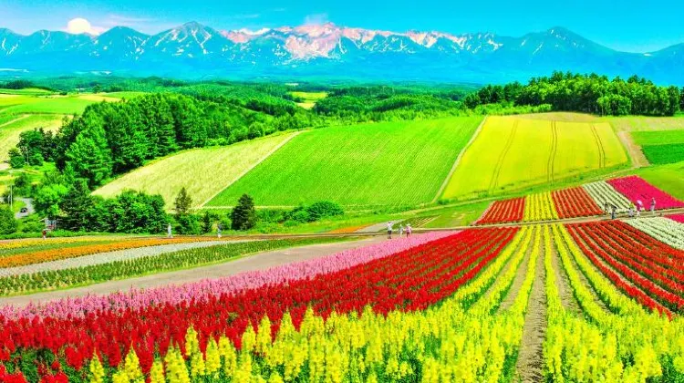 1.北海道:美瑛のパッチワークロード