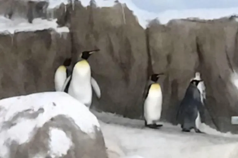 台北市立動物園企鵝