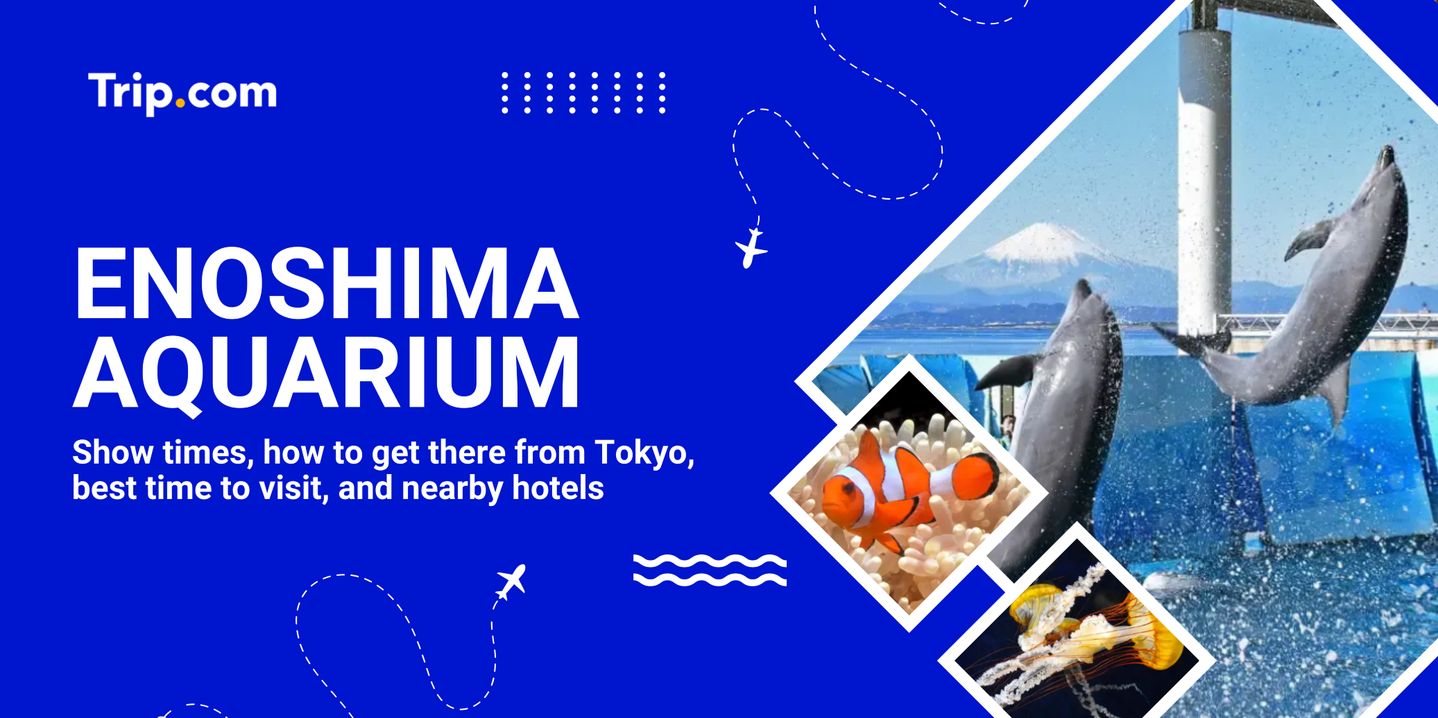 Enoshima Aquarium Guide 2026: Tickets, Shows, Transport, and Highlights | Trip.com