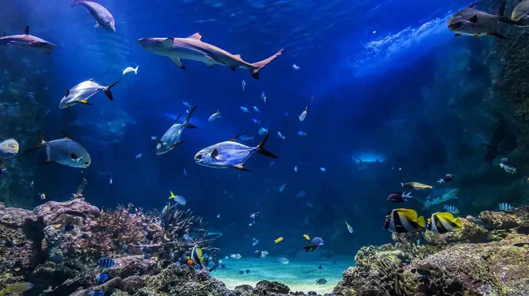 Sea Life Sydney tickets