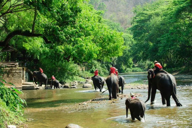 หมู่บ้านช้างที่ใหญ่ที่สุดในภาคเหนือของไทย