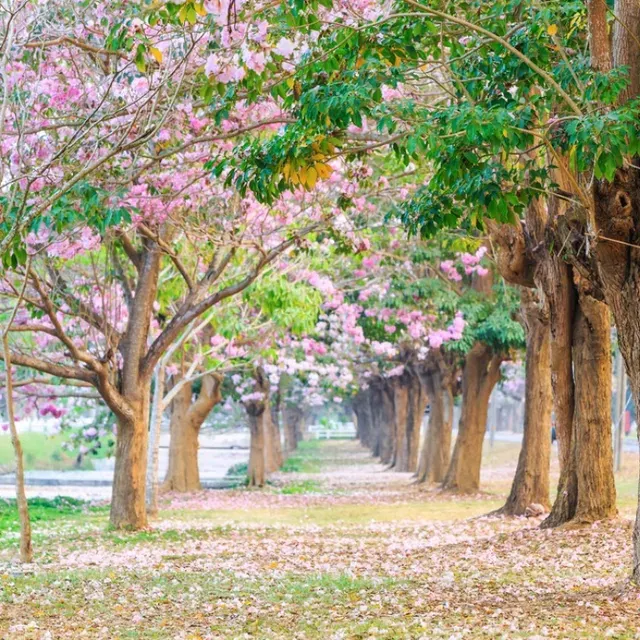 ที่เที่ยวนครปฐม#9 ชมพูพันธุ์ทิพย์ กําแพงแสน