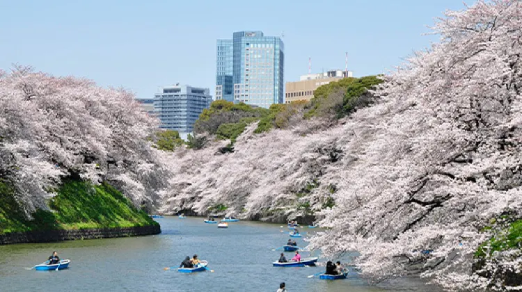 千代田のさくらまつり