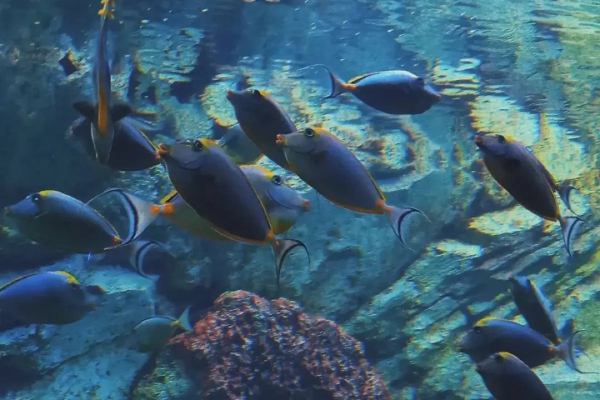 Sea World Indonesia-Trip.com