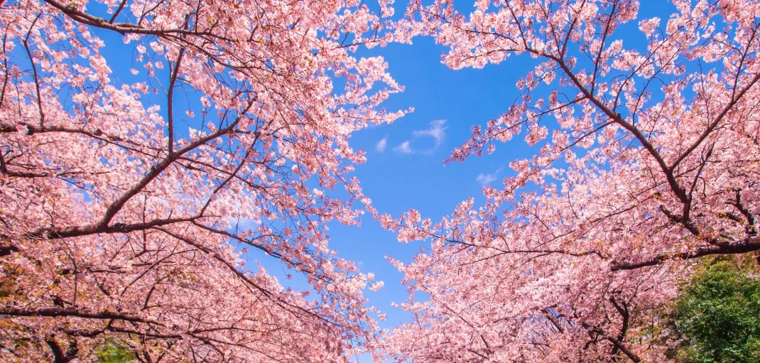 Kanto Cherry Blossom | Best Viewing Spots