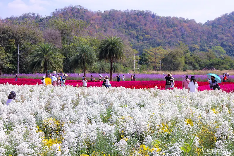 Hokkaido Flower Park Khaoyai