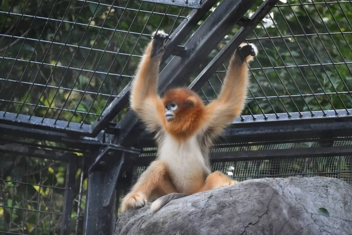 Guangzhou Zoo Animals in Each Area