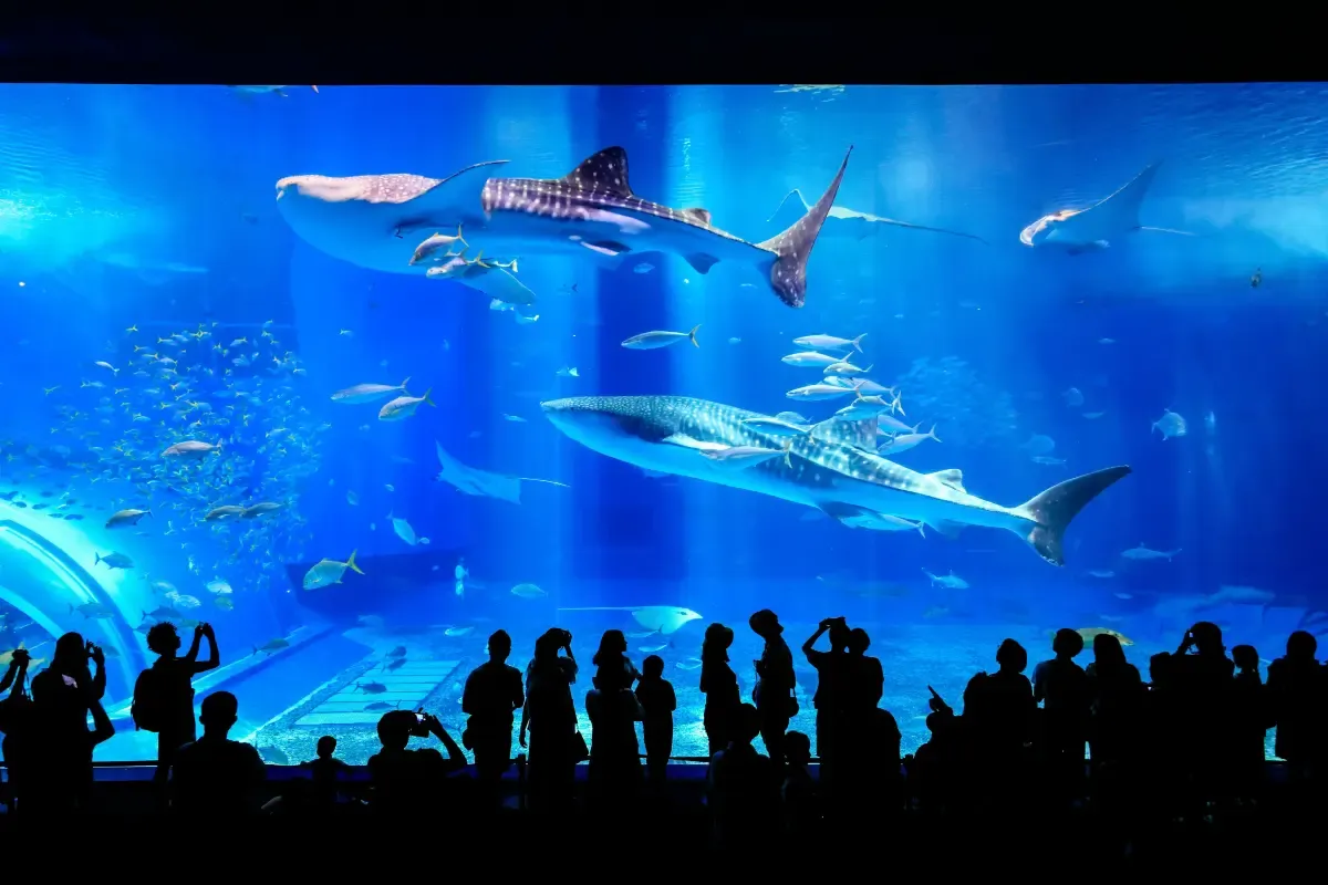 Okinawa Churaumi Aquarium