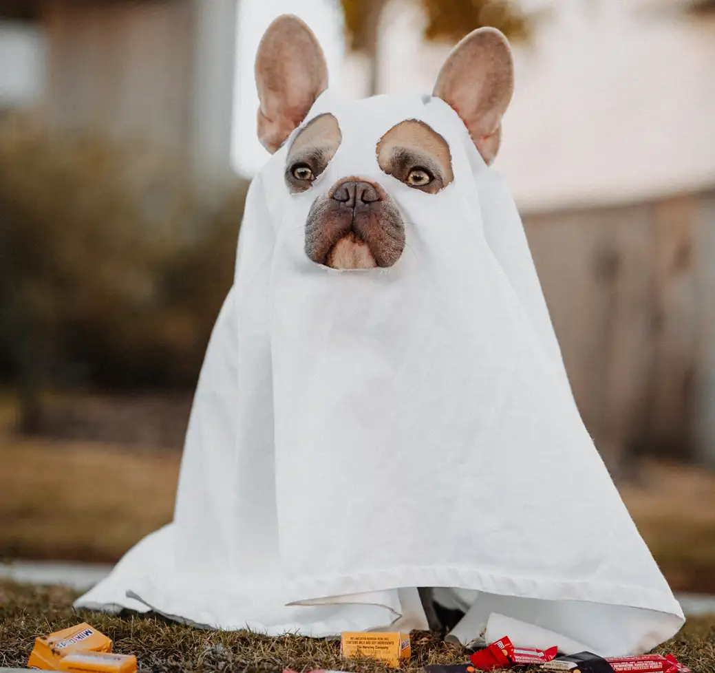He's making the effort for Halloween 2022 – so should you! Source: Karsten Winegaar / unsplash