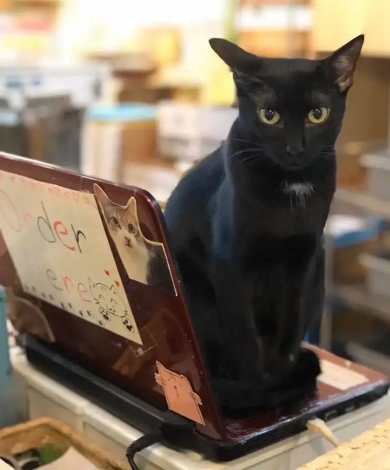 銅鑼灣美食 阿貓地攤 Cat Island