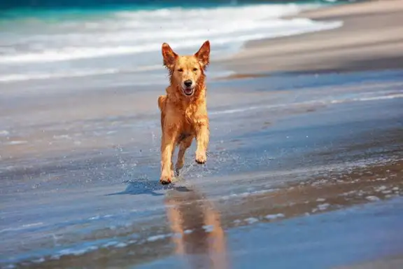 Key West Dog Beach