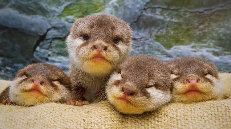 Masa Terbaik ke Osaka Aquarium Kaiyukan