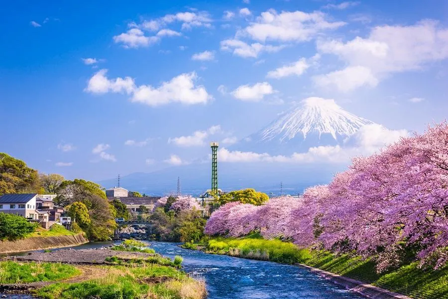 Central Japan Cherry Blossom | Best Viewing Spots