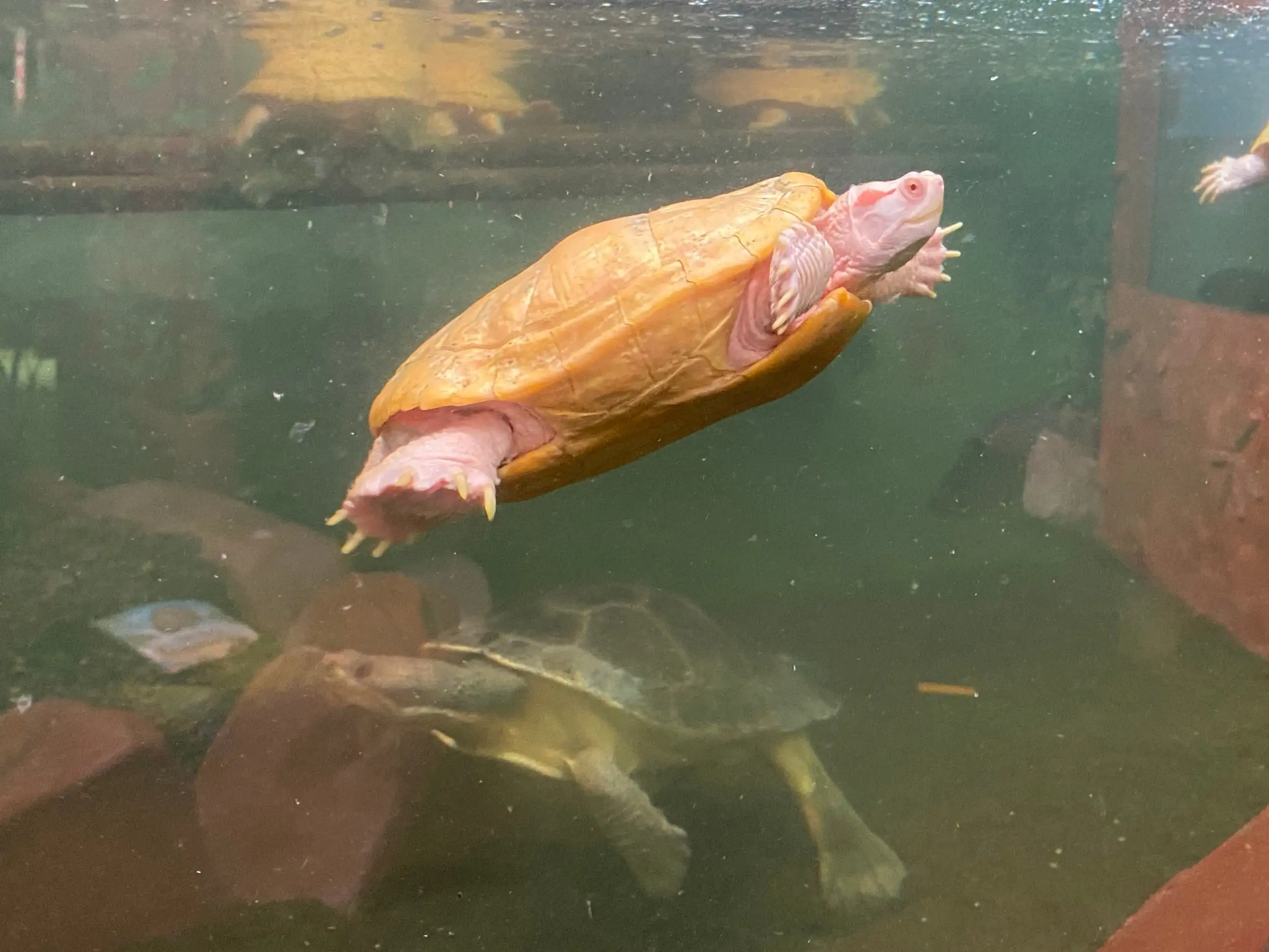 Monster aquarium pattaya (มอนสเตอร์อควาเรี่ยม พัทยา)