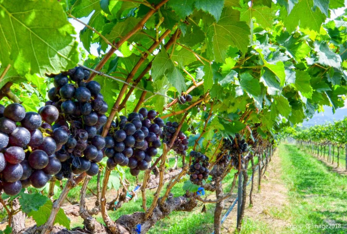 ที่เที่ยวหัวหิน#24 Monsoon Valley Vineyard