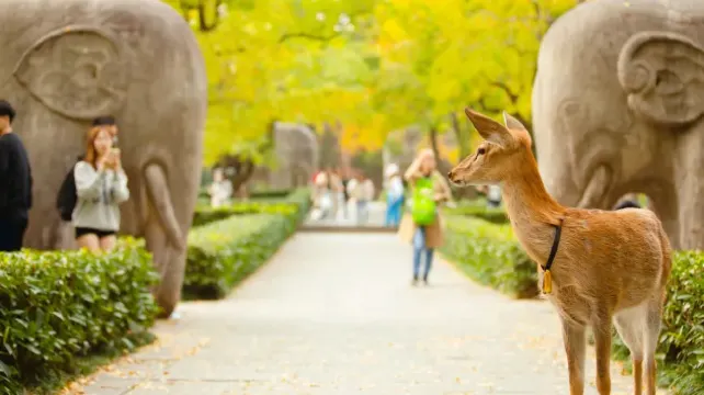 中国・南京の10月の気温や最適な服装