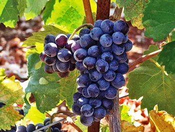 Best time to visit Greece | grapes