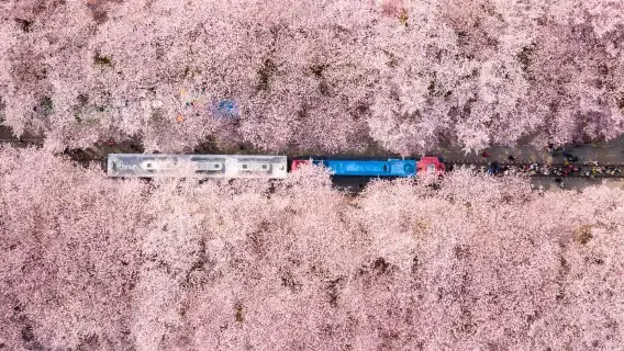 2025 Korean Cherry Blossoms: Opening Hours