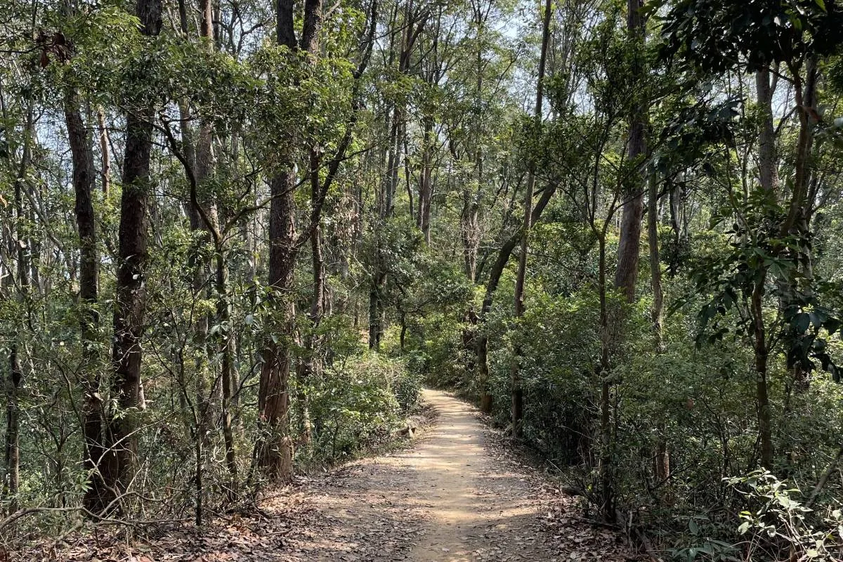 元荃古道的林蔭山路	