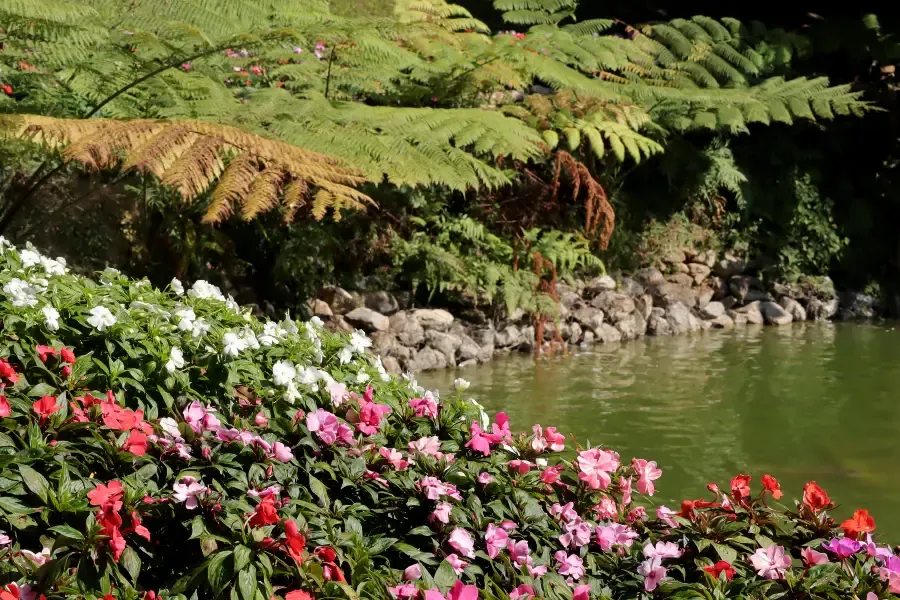 ที่เที่ยวเชียงราย#2 สวนแม่ฟ้าหลวง