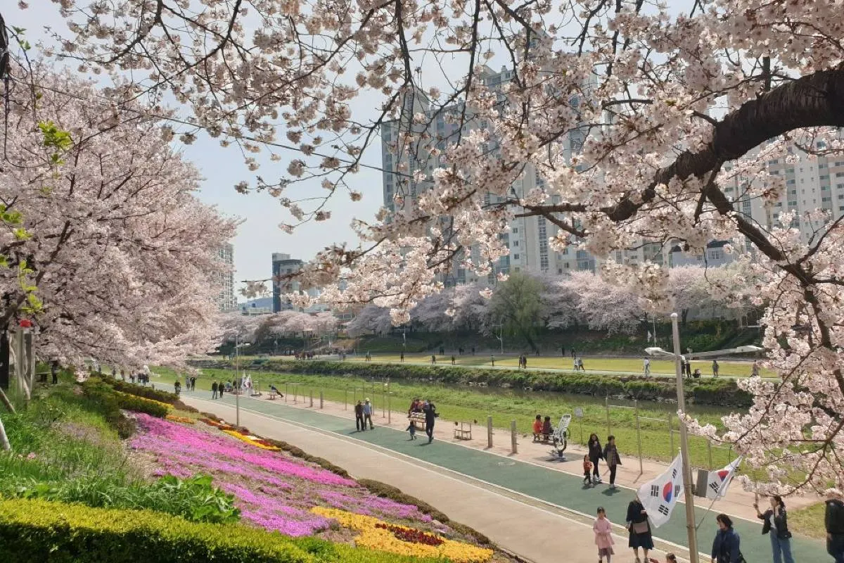 釜山櫻花 溫泉川市民公園