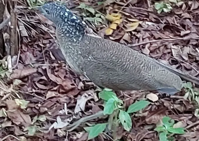 台北市立動物園鳥園