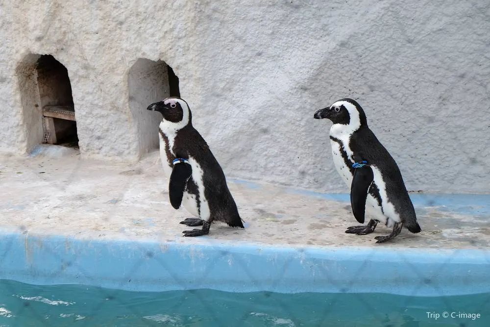 上野動物園企鵝