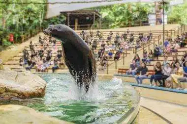 Tarikan di Singapore Zoo