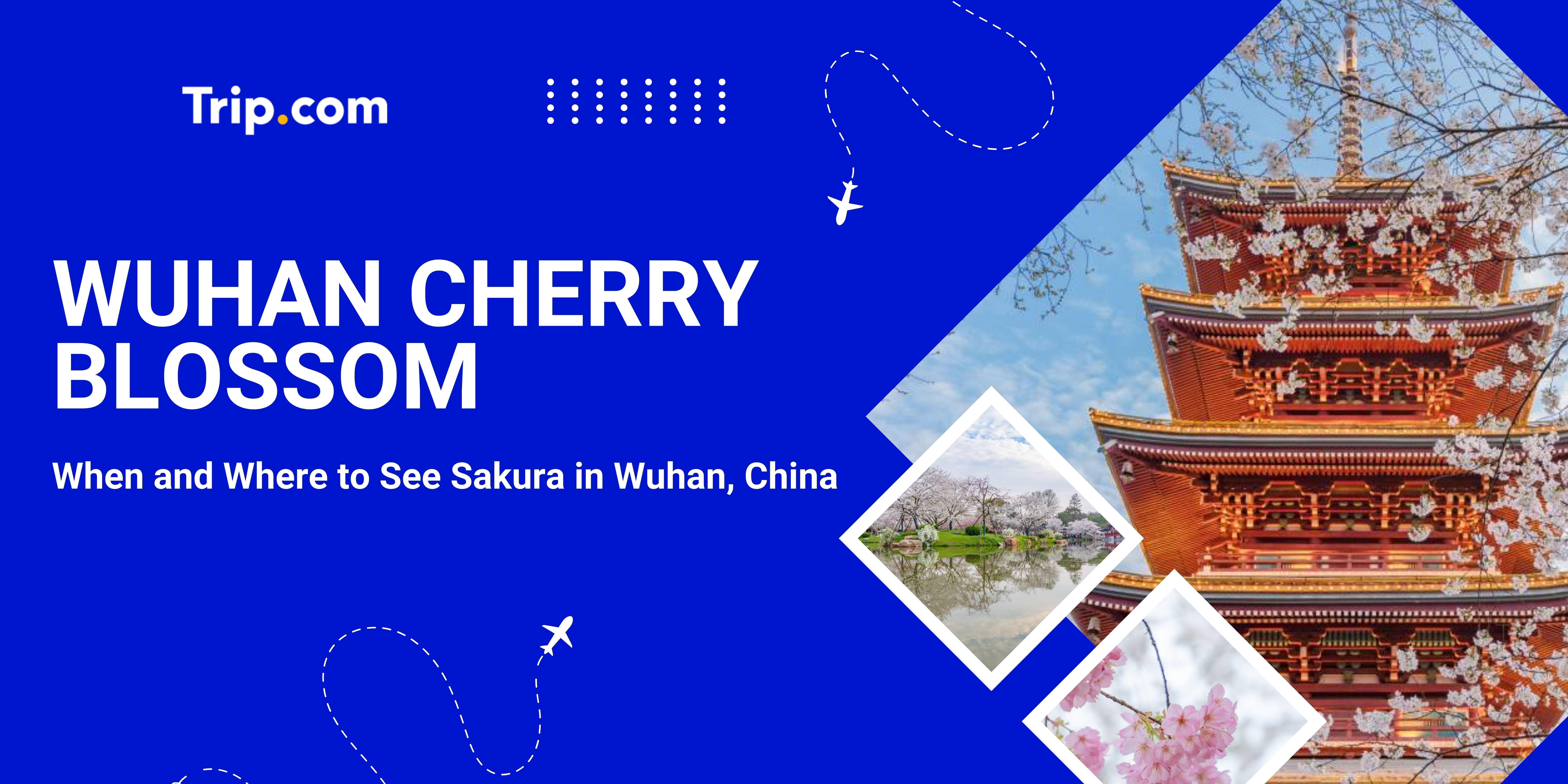 Wuhan Cherry Blossom