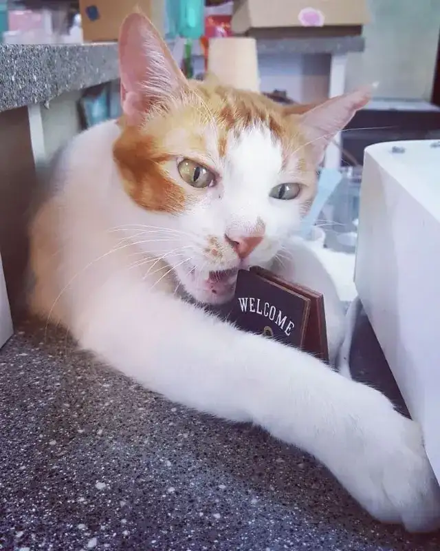 貓喵堡
