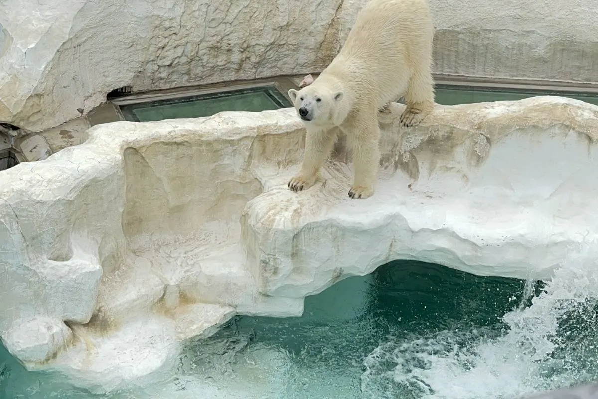 上野動物園北極熊