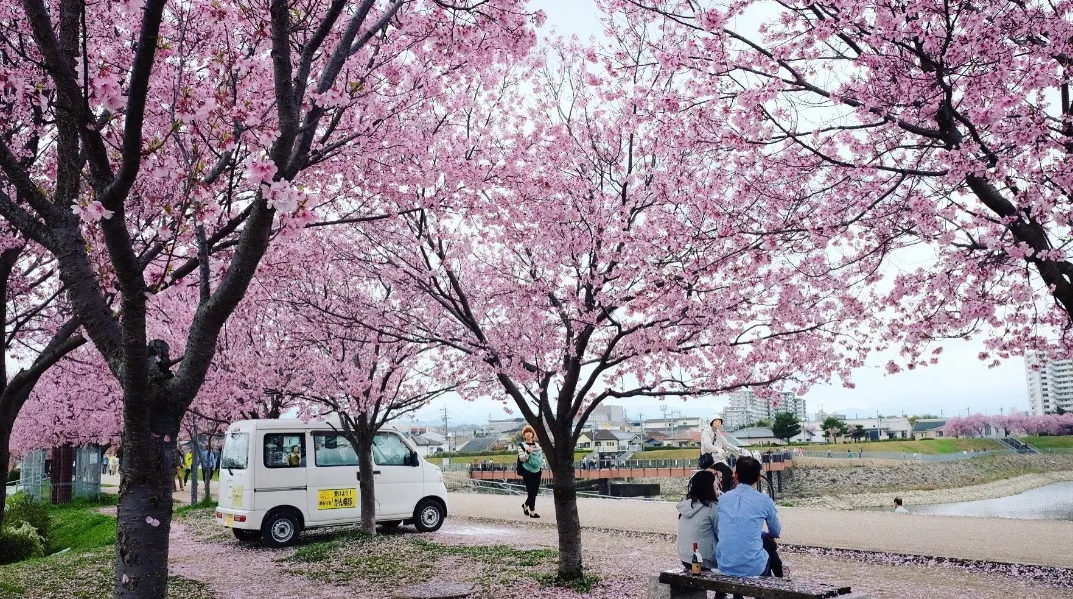 Kansai Cherry Blossom | Best Viewing Spots