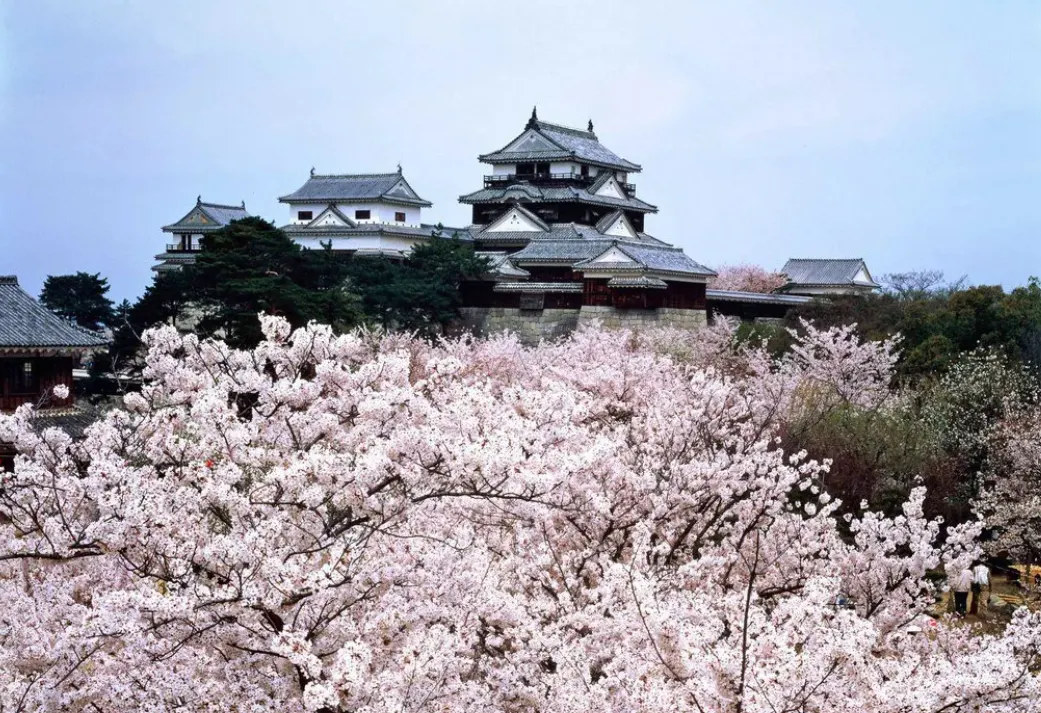 Shikoku Cherry Blossom | Best Viewing Spots