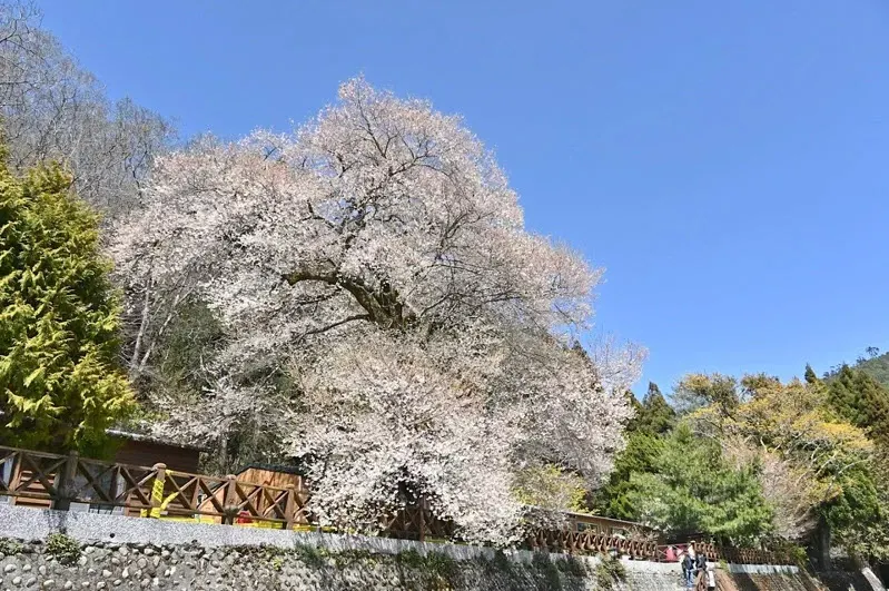 觀霧山莊