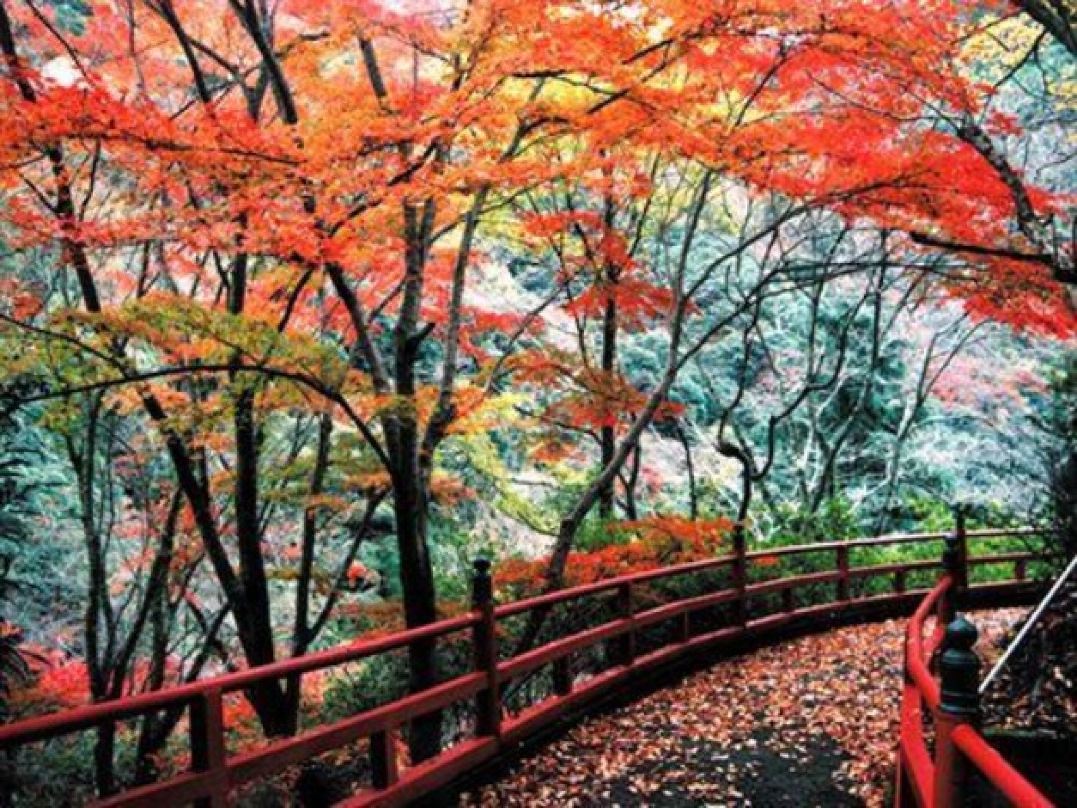 【奥道後 壱湯の守】紅葉の見頃は11月中旬~12月中旬
