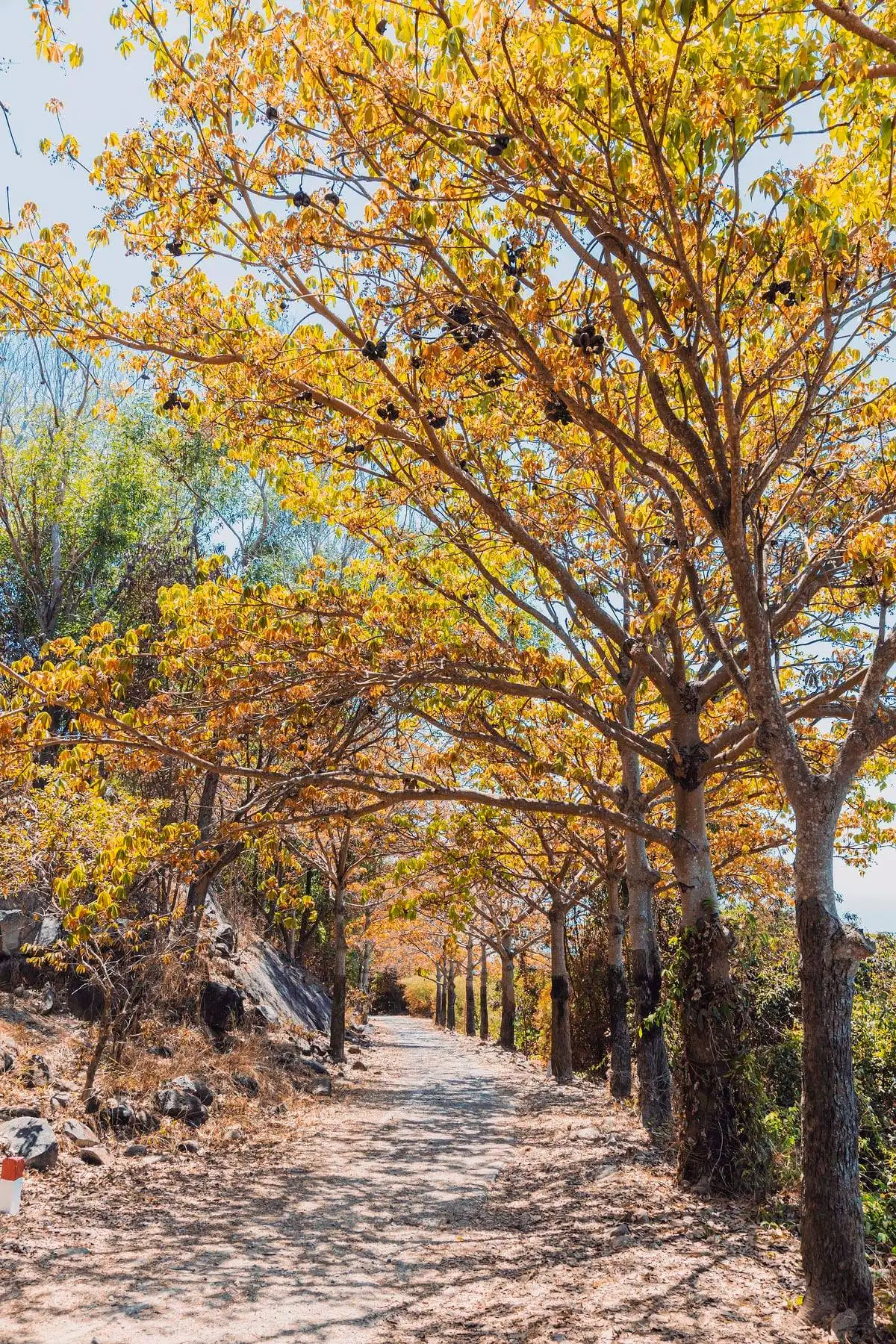 bài viết du lịch trip.com - vũng tàu