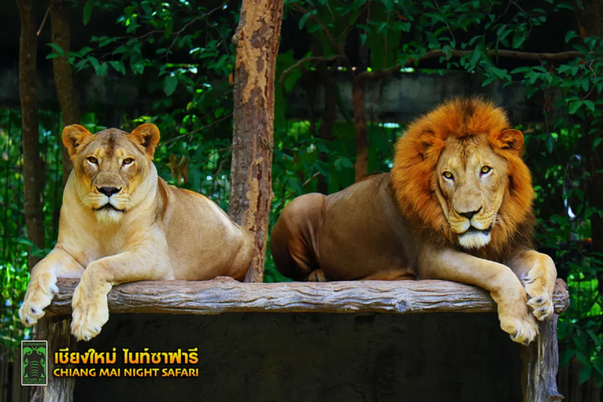 ตั๋วเข้าชมเชียงใหม่ไนท์ซาฟารี