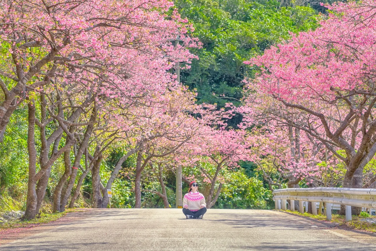 When is Japan Cherry Blossom Season & Dates