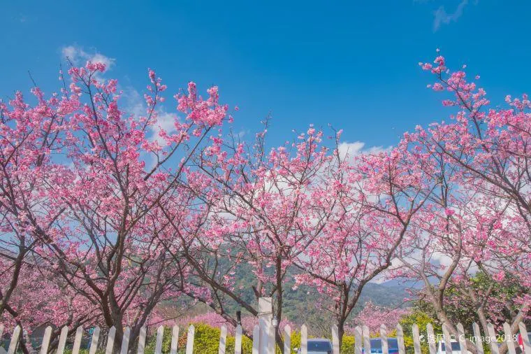 春節景點陽明山國家公園