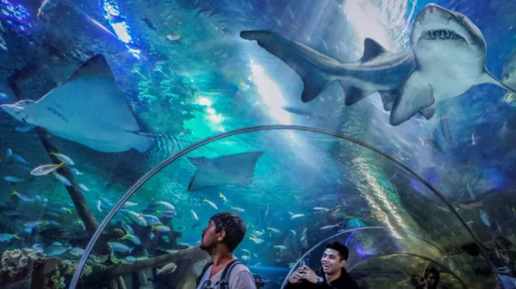 Tips Sebelum Mengunjungi Aquaria KLCC