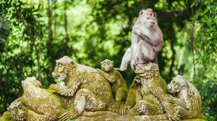 Tempat Wisata di Ubud-Monkey Forest