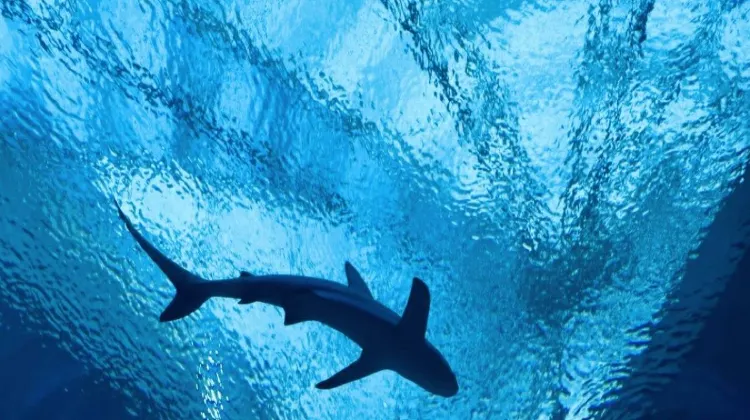 S.E.A. Aquarium | Things to do in Singapore