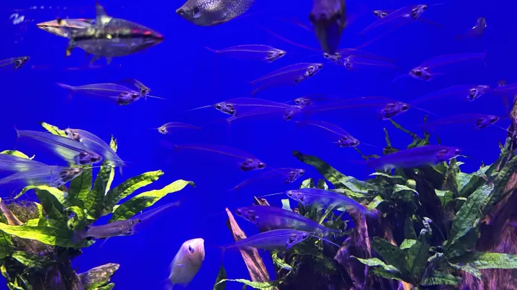 サンシャイン水族館のお支払い方法について