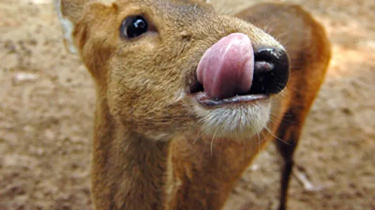 Waktu Operasi Zoo Negara Malaysia
