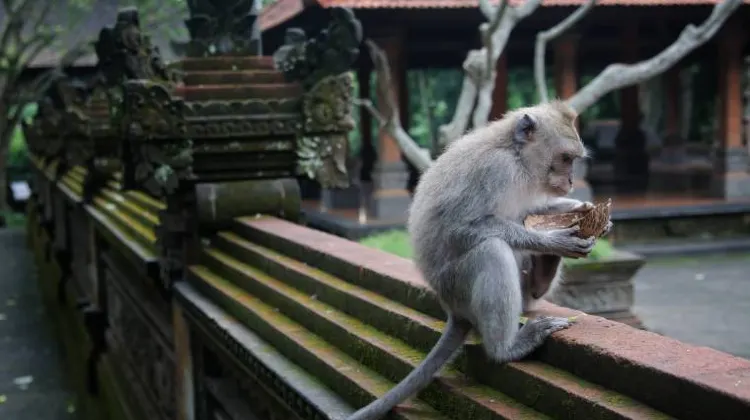 モンキーフォレスト