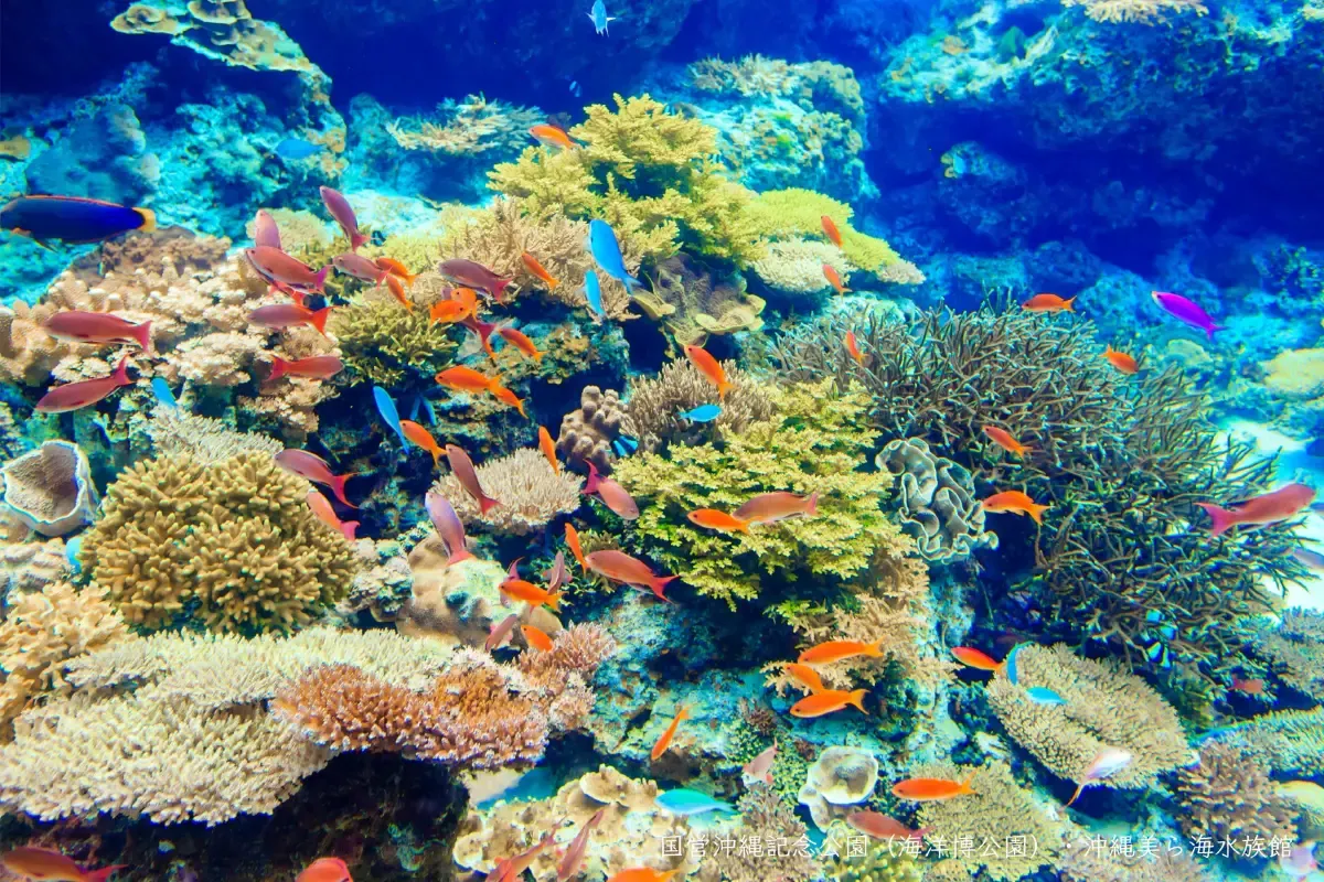 沖繩美麗海水族館