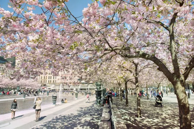 瑞典氣溫 - 國王花園