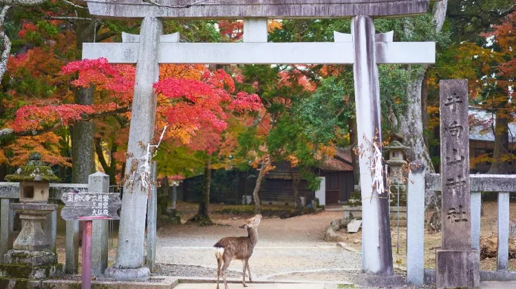 At Nara Park, you can feed deer with deer crackers!